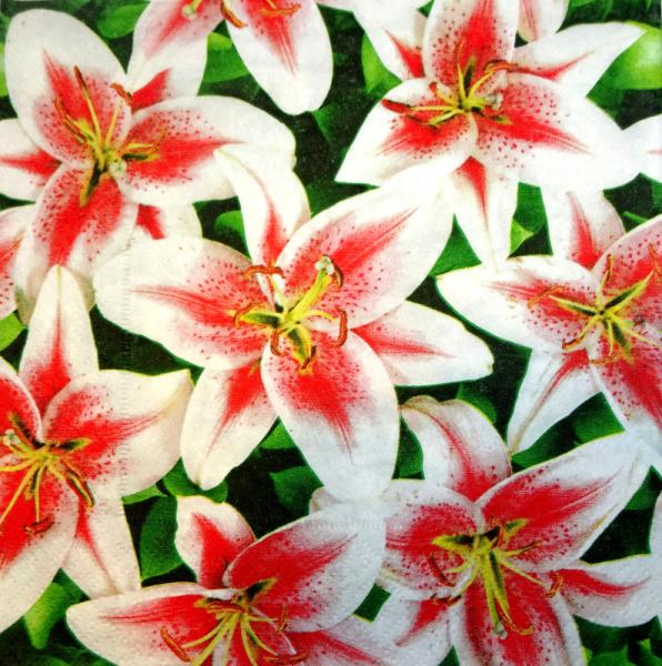 027 Lilies - 3-ply (27)